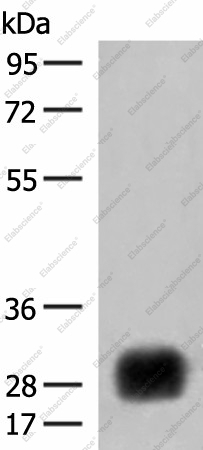 Вестерн-блоттинг, HLA-DRB4, клетки Raji