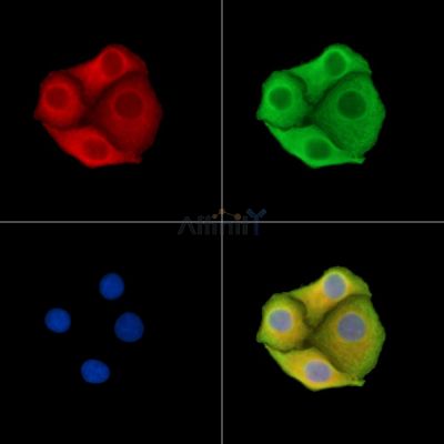 Валидация Affinity DF14563 - 10561