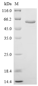 SDS-PAGE
