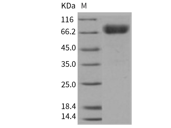 Валидация Elabscience PKSM040735(4708)