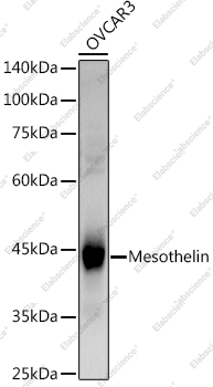 Вестерн-блоттинг, Mesothelin, клетки OVCAR3