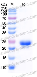 YHF48202, SDS-PAGE