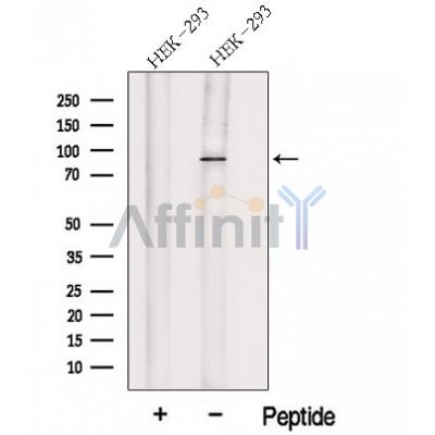 Валидация Affinity DF12636 - 7276