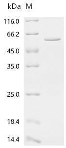 SDS-PAGE
