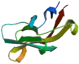 Cadherin, Fetal Kidney (KCAD) Cadherin, Fetal Kidney (KCAD)