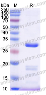 YHF83201, SDS-PAGE