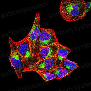 Валидация IF - AntibodySystem RHC27103