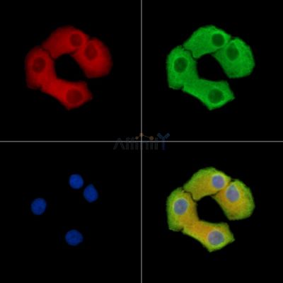 Валидация Affinity DF15391 - 11705