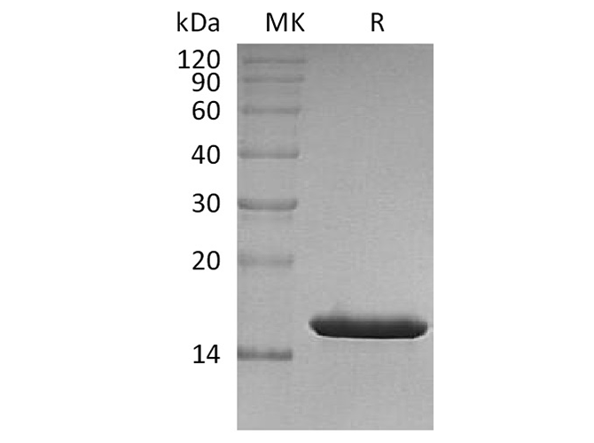 Валидация Elabscience PKSH033682(3964)