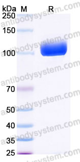 EHG60001, SDS-PAGE
