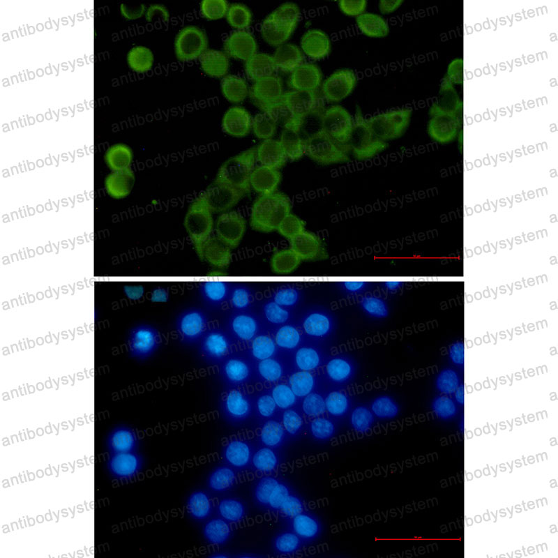 Валидация IF - AntibodySystem RHF61303