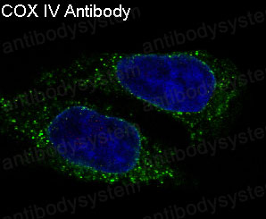 Валидация IF - AntibodySystem RHC96401