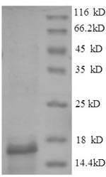SDS-PAGE