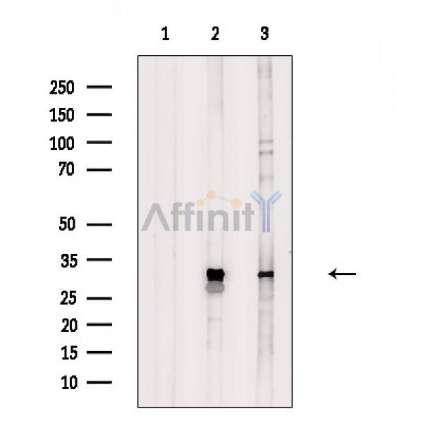 Валидация Affinity DF3220 - 14043