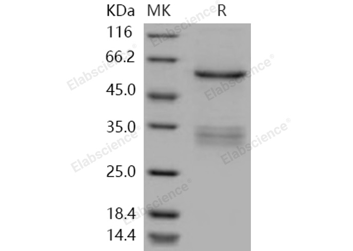 Валидация Elabscience PKSH030951(1773)