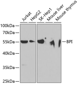 Валидация Elabscience E-AB-60907