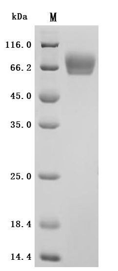 SDS-PAGE