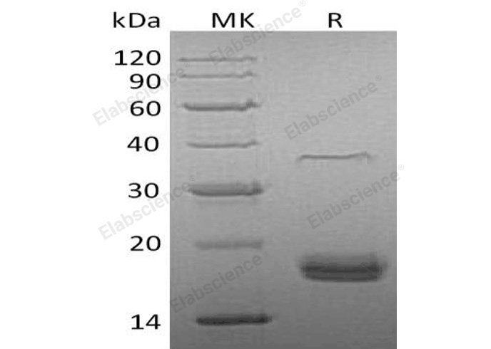 Валидация Elabscience PKSH033211(3557)