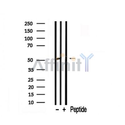 Валидация Affinity AF7856 - 4592