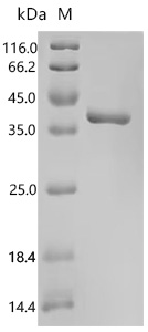 SDS-PAGE