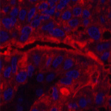 Валидация Elabscience E-AB-22100
