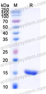 YHE94701, SDS-PAGE