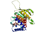 Protein Tyrosine Phosphatase Receptor Type G (PTPRG) Protein Tyrosine Phosphatase Receptor Type G (PTPRG)