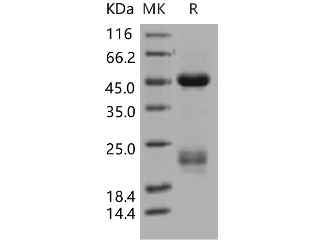 Валидация Elabscience PKSH031274(2018)