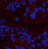 Валидация Elabscience E-AB-22034