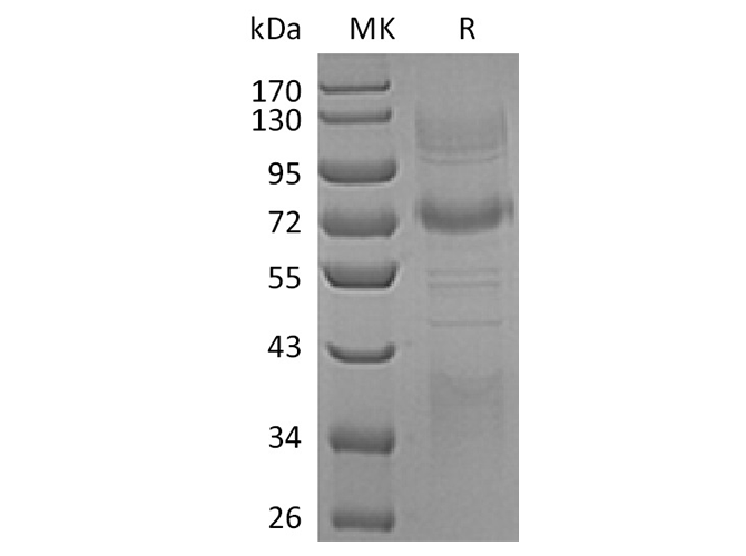 Валидация Elabscience PKSH032261(2766)