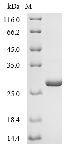 SDS-PAGE