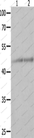 Вестерн-блоттинг, NCK1, клетки Jurkat и K562