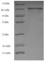 SDS-PAGE