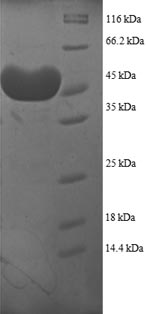 SDS-PAGE