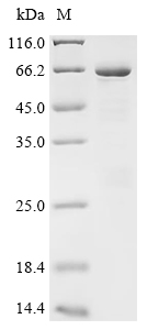 SDS-PAGE