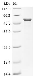 SDS-PAGE