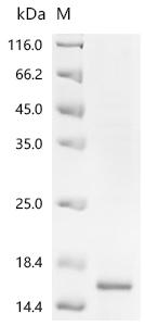 SDS-PAGE