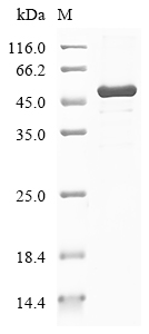 SDS-PAGE