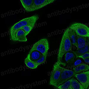 Валидация IF - AntibodySystem RHF86206