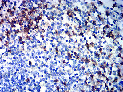 Валидация AntibodySystem RHC86604