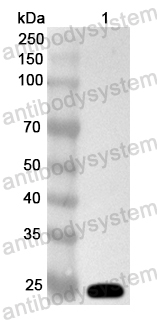 Валидация AntibodySystem PHA53001