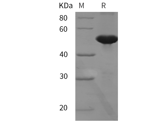 Валидация Elabscience PDEM100293(619)