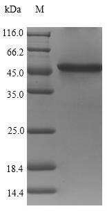 SDS-PAGE