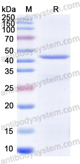 Валидация AntibodySystem YHC01501