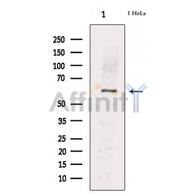 Валидация Affinity DF7772 - 19593
