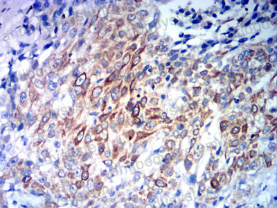 Валидация AntibodySystem RHE47001