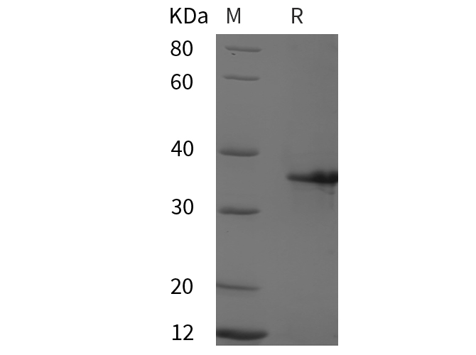 Валидация Elabscience PDEH101026(425)