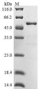 SDS-PAGE