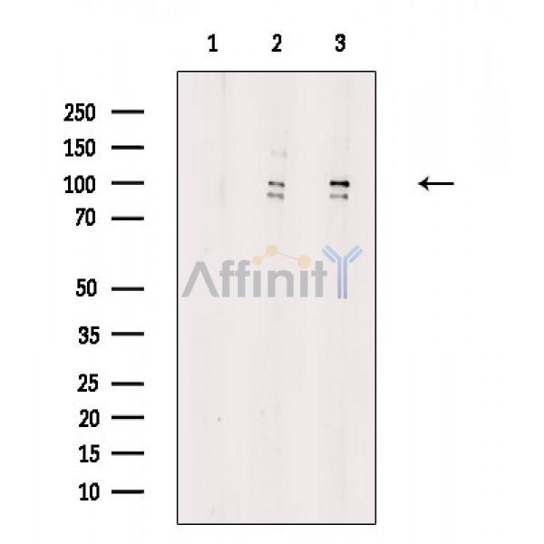 Валидация Affinity DF2591 - 13274