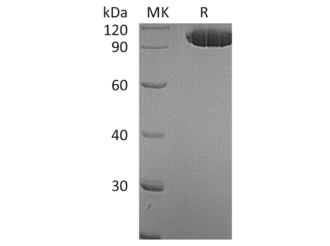 Валидация Elabscience PKSH032384(2868)